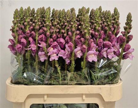 <h4>Antir Potomac Lavendel</h4>