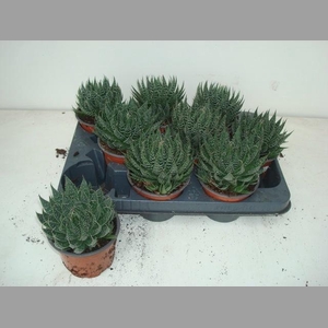 ALOE ARISTATA