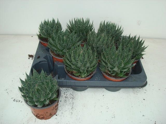 <h4>ALOE ARISTATA</h4>