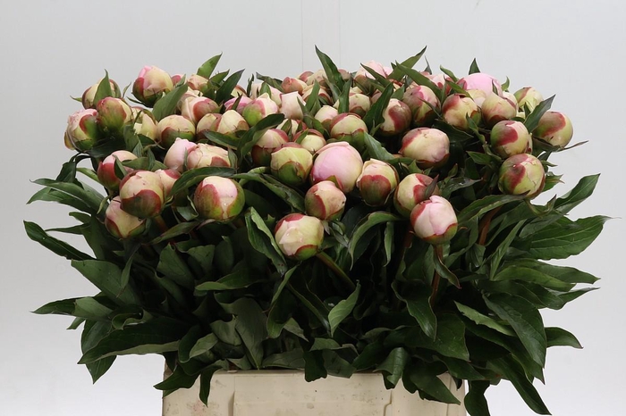 Paeonia Noemi Demay