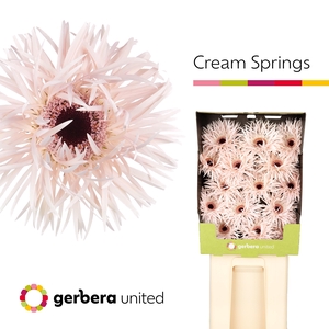 Gerbera Spider Cream Springs Diamond