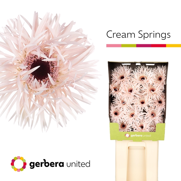 <h4>Gerbera Spider Cream Springs Diamond</h4>