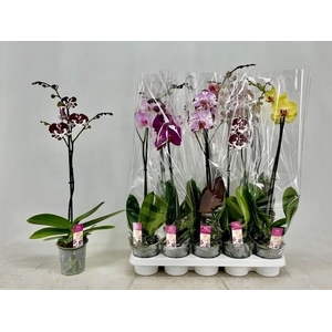 PHAL GEM