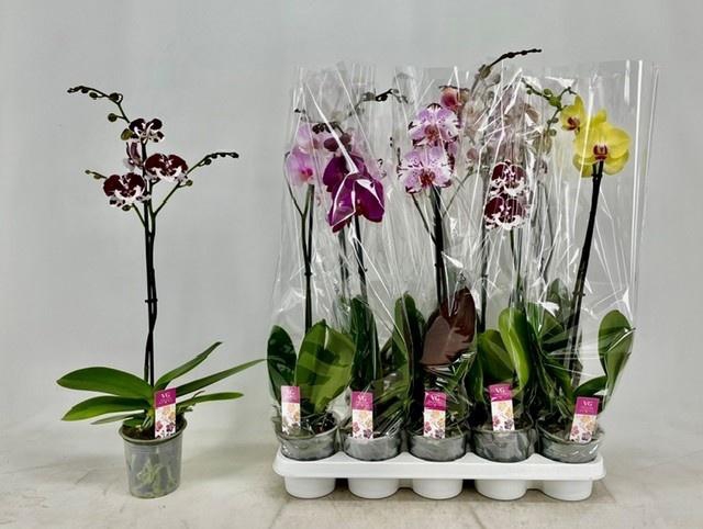 <h4>PHAL GEM</h4>
