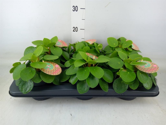 <h4>Pilea peperomioides</h4>