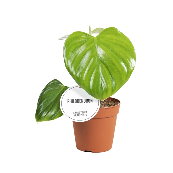 <h4>Philodendron Pittieri</h4>