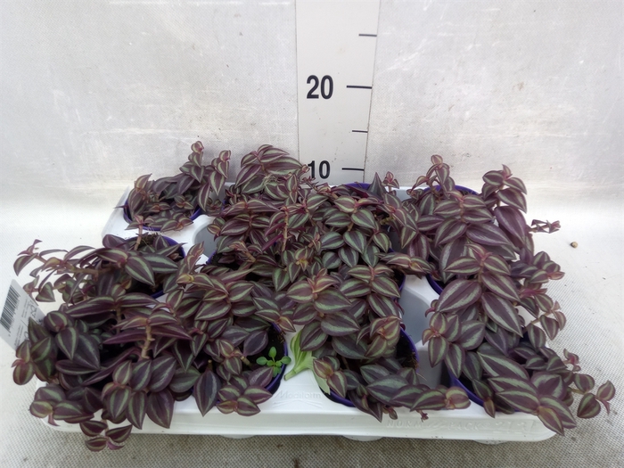 <h4>Tradescantia zebrina 'Purpusii'</h4>