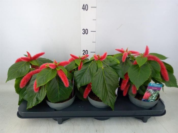 <h4>Acalypha hispida</h4>