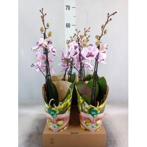 Phalaenopsis   ...rose