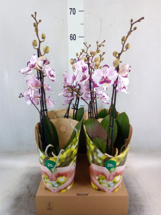 <h4>Phalaenopsis   ...rose</h4>