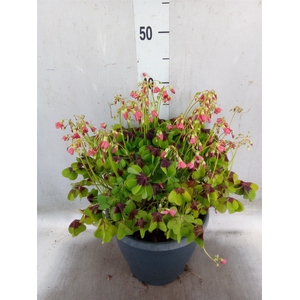 Oxalis tetraphylla 'Iron Cross'