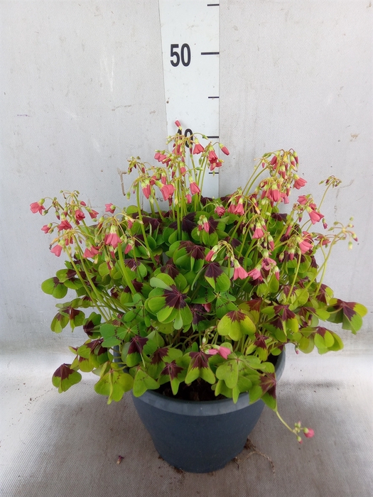<h4>Oxalis tetraphylla 'Iron Cross'</h4>