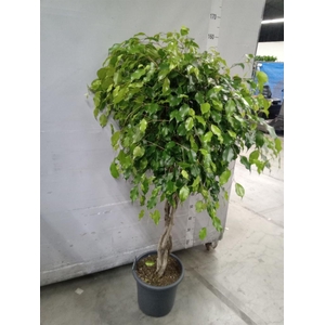 Ficus benja. 'Exotica'