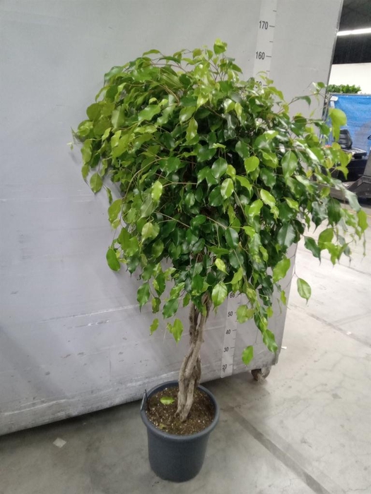 <h4>Ficus benja. 'Exotica'</h4>
