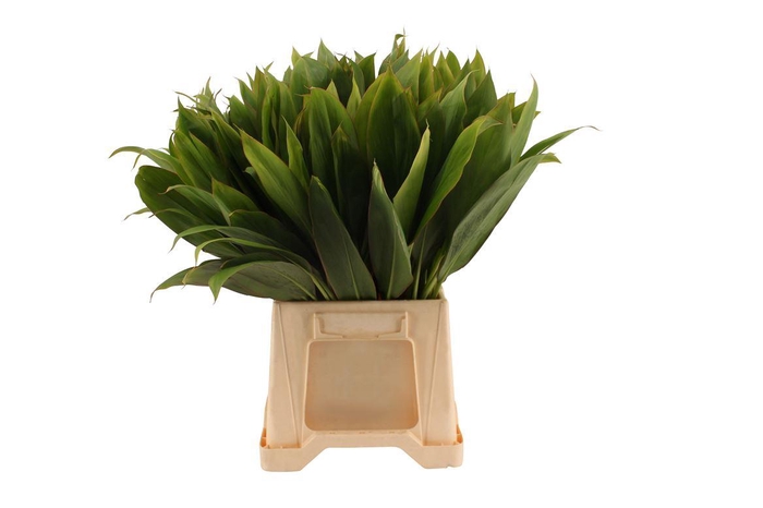 <h4>Cordyline Tips Green</h4>