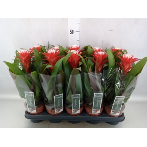 Guzmania  'Hope'