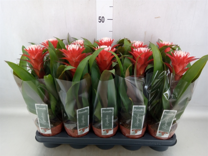 Guzmania  'Hope'