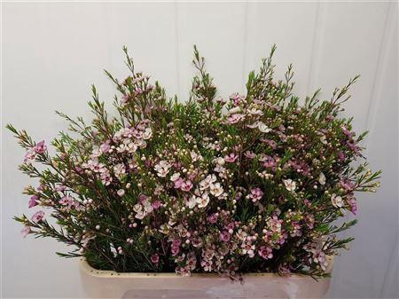 <h4>CHAME UN WENDY ROSE</h4>