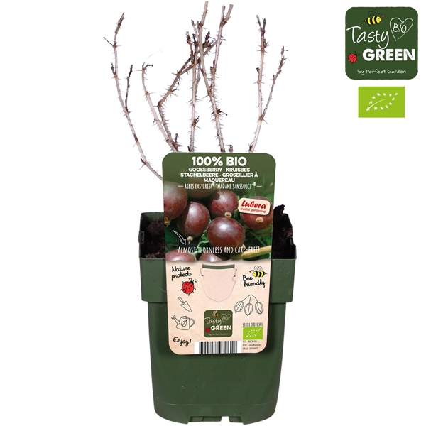 <h4>Ribes Easy-Crisp 'Madame Sanssouci' Bio P13</h4>