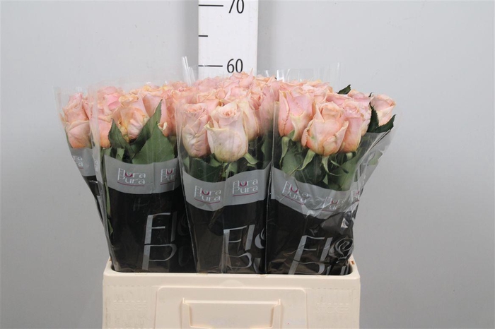 <h4>R Gr Cortado!</h4>