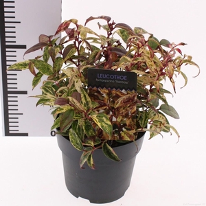 Leucothoe walteri 'Rainbow'