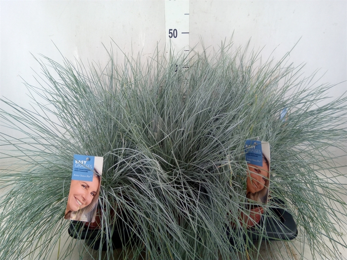 <h4>Festuca glauca 'Intens Blue'</h4>