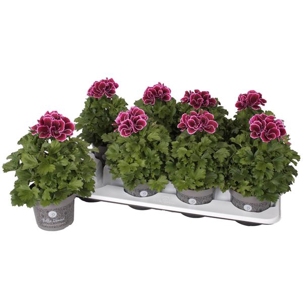 <h4>Pelg. Don Bastino 12cm</h4>