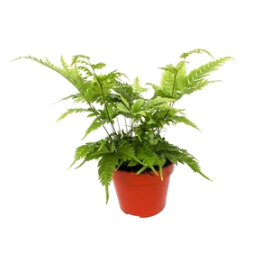 Pteris Fauriei