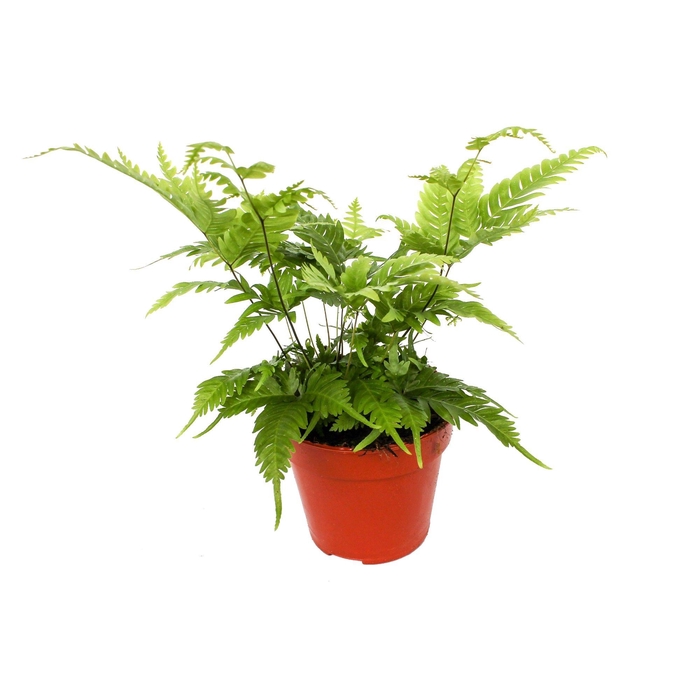 <h4>Pteris Fauriei</h4>