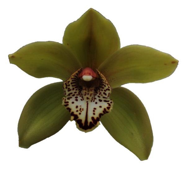 <h4>CYMB T POPEYE</h4>