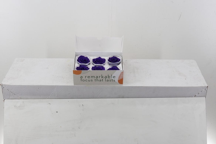 <h4>Rosa Preserved Purple</h4>