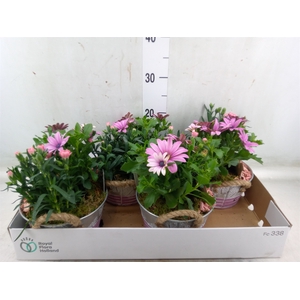 Arr.   Tuinplanten L%