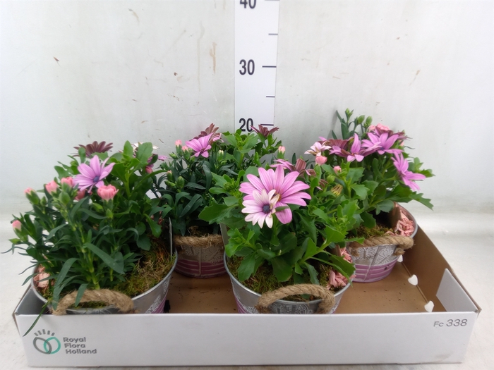 <h4>Arr.   Tuinplanten L%</h4>