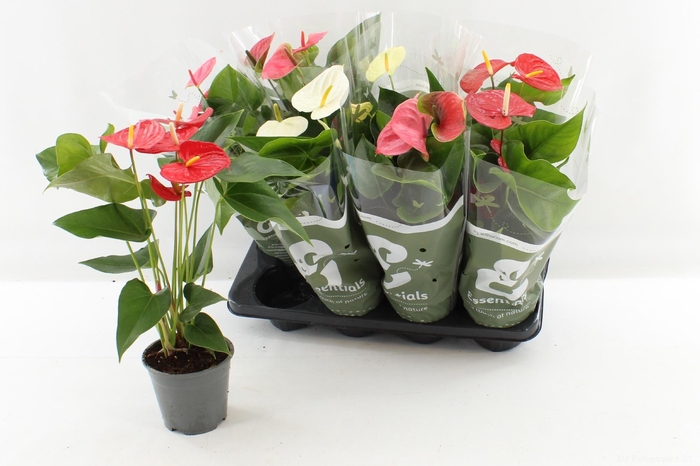 <h4>ANTHU AN GEM 4 KL</h4>