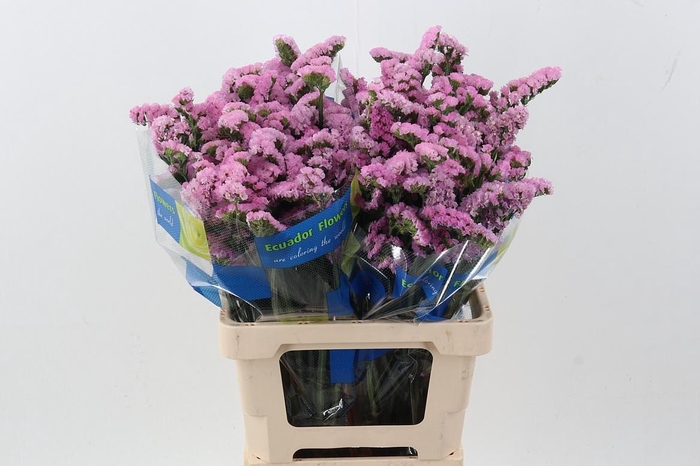 <h4>Lim S Crystal Pink</h4>