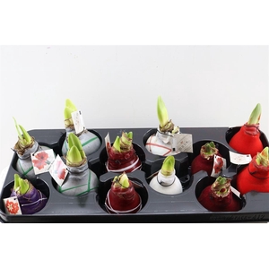 HIPPEASTRUM WAXED MIX
