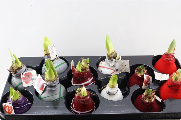 <h4>HIPPEASTRUM WAXED MIX</h4>
