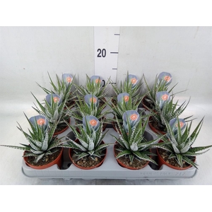 Haworthia fasciata 'Alba'