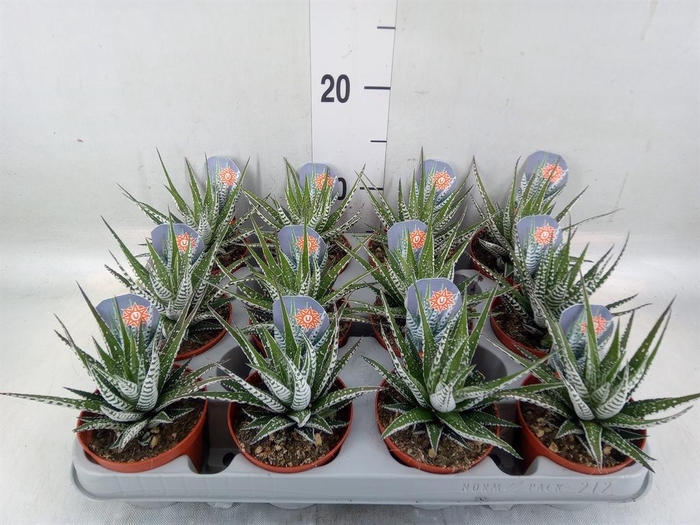 <h4>Haworthia fasciata 'Alba'</h4>