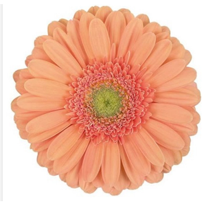 GERBERA AVIGNON < 050 CM > 10 CM DIAM PESSEGO