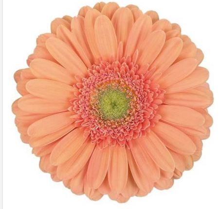 <h4>GERBERA AVIGNON < 050 CM > 10 CM DIAM PESSEGO</h4>