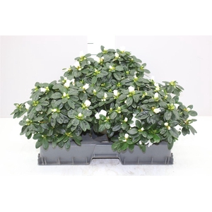 Rhododendron Si Witte Vogel