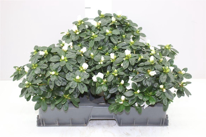 <h4>Rhododendron Si Witte Vogel</h4>