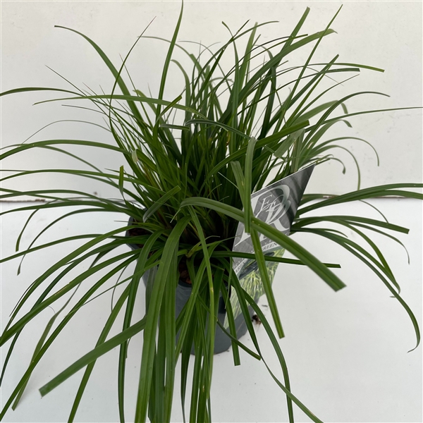 <h4>Carex 'Evergreen'</h4>