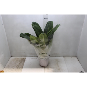 AGLAONEMA QUEEN P17