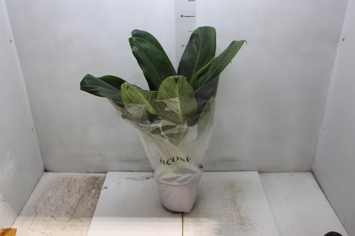<h4>AGLAONEMA QUEEN P17</h4>