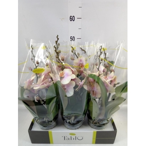 Phalaenopsis   ...yellow