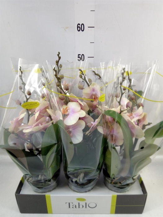 <h4>Phalaenopsis ...yellow</h4>