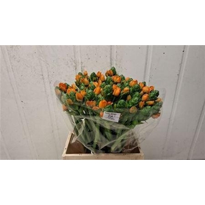 Ornit Db Royal Crown