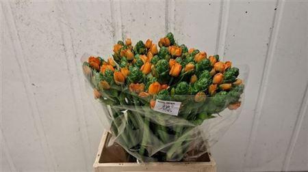 <h4>Ornit Db Royal Crown</h4>